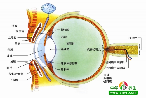 眼睛老是充血怎么办一虚一实治疗法